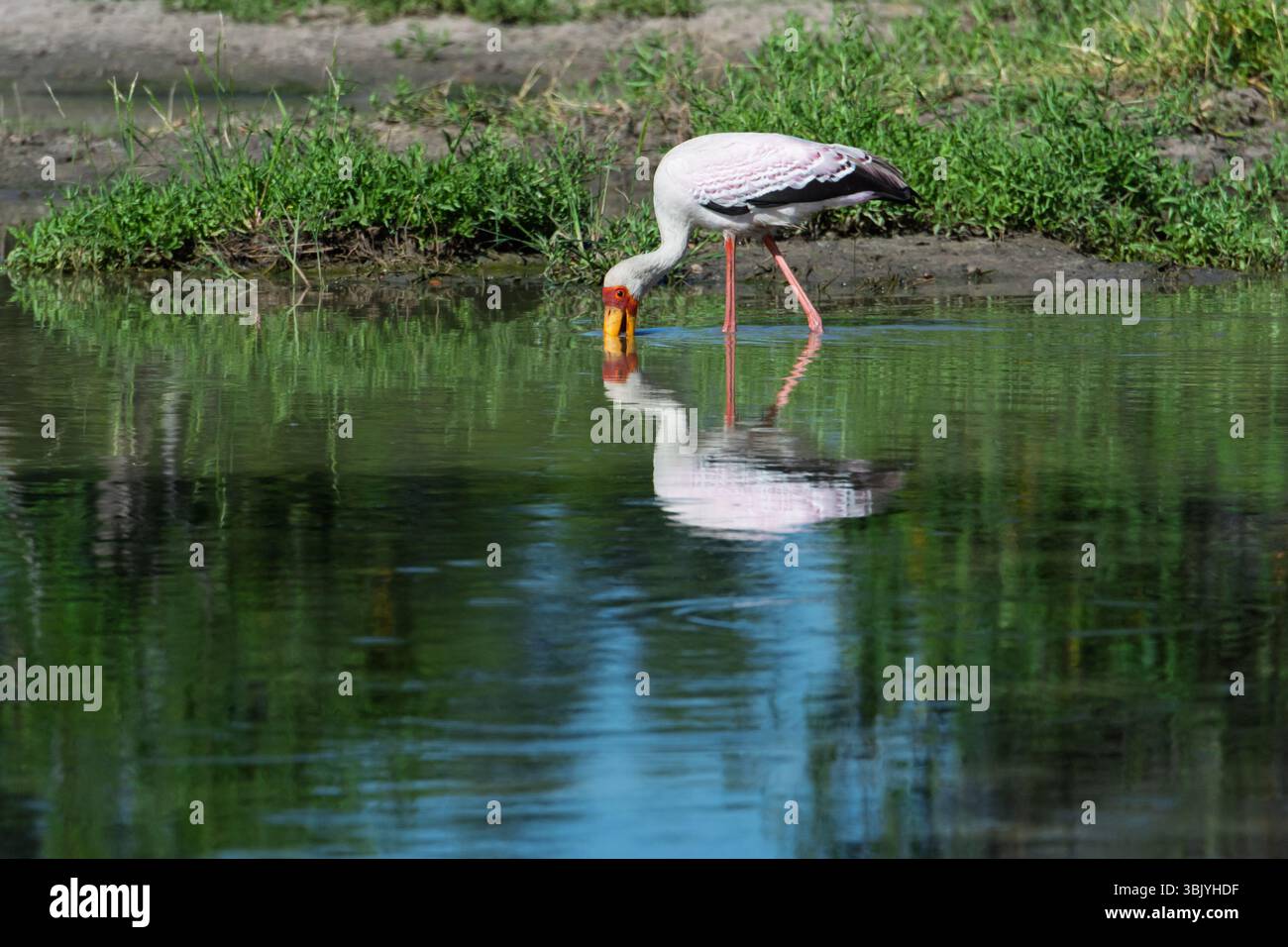 Gelbschnabelstorch (Mycteria ibis) in Tansania, Afrika Stockfoto