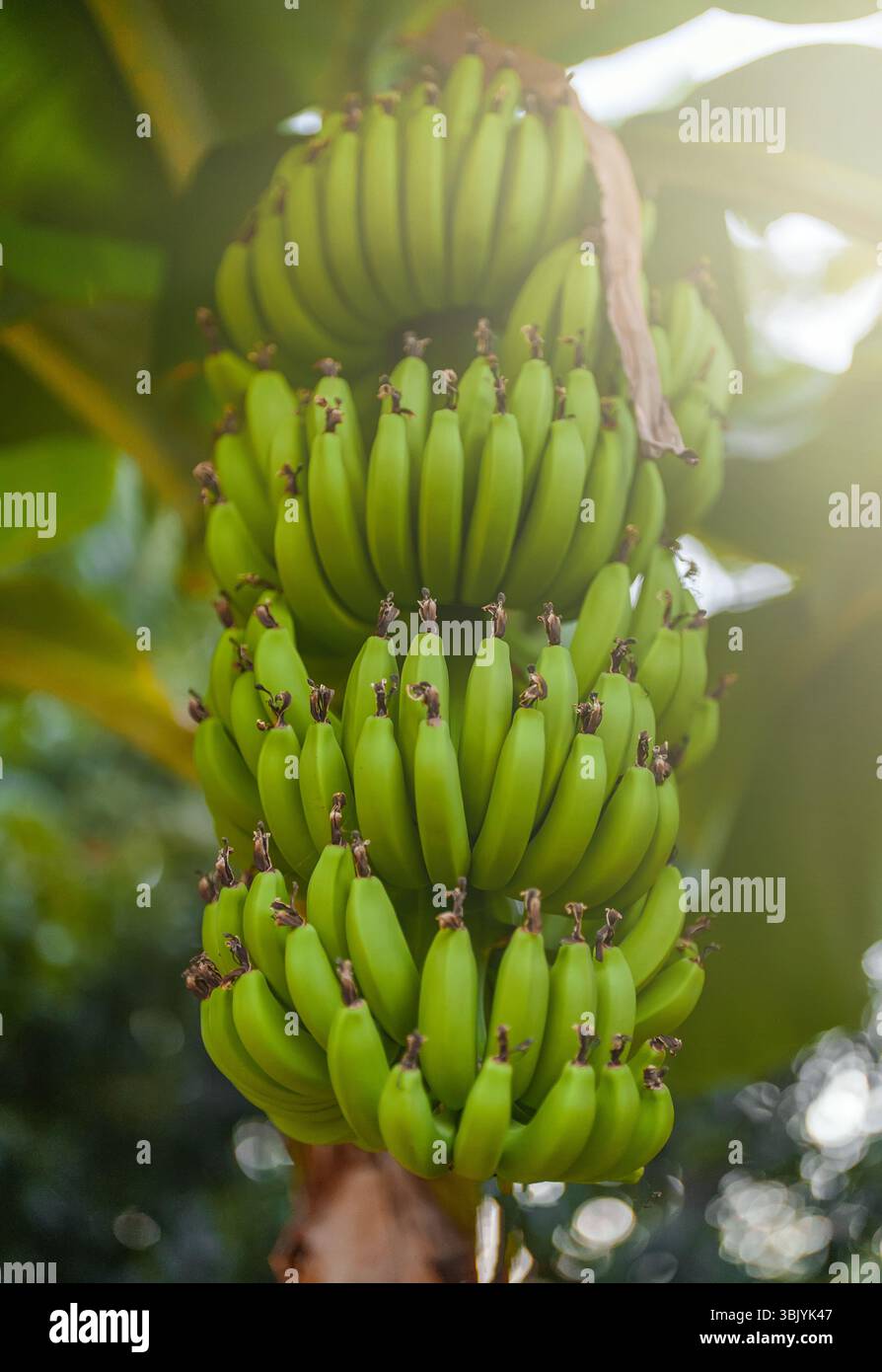 Haufen unreifer grüner Bananen auf der Plantage. Stockfoto