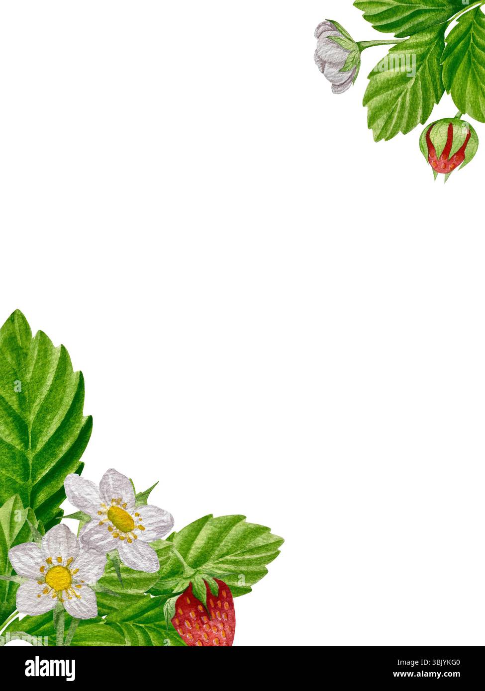 Erdbeeren Aquarell Clipart. Erdbeere isoliert, rote Beere und Blätter auf weißem Hintergrund. Handgemalte realistische Illustration für Tee, Marmelade Stockfoto