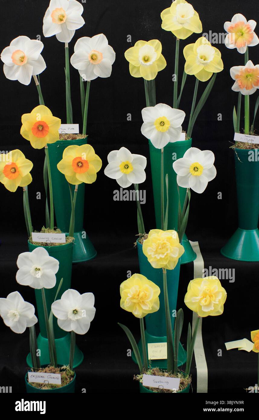Beiträge zum späten Narzissen-Wettbewerb im RHS Garden Harlow Carr, Harrogate, Yorkshire, Großbritannien Stockfoto