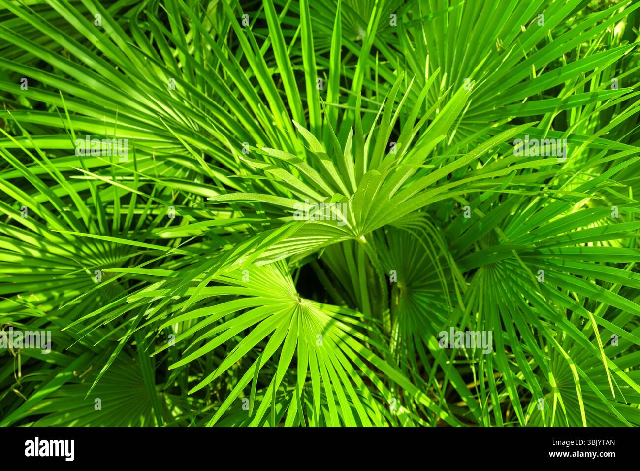 Nahaufnahme einer Palme im Freien Stockfoto
