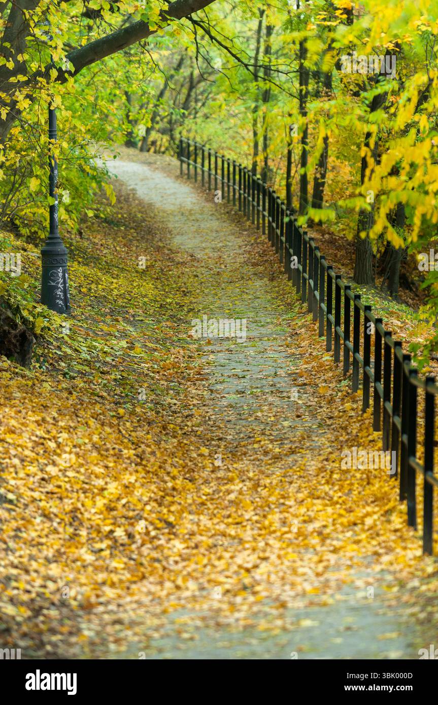 Herbstfoto in einem Wald in warmen Farben Stockfoto