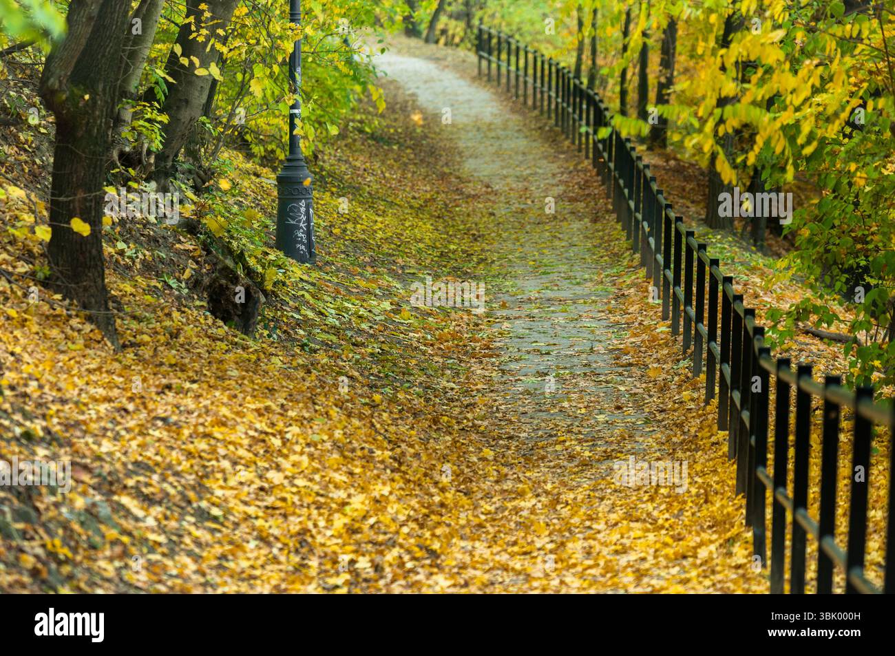 Herbstfoto in einem Wald in warmen Farben Stockfoto