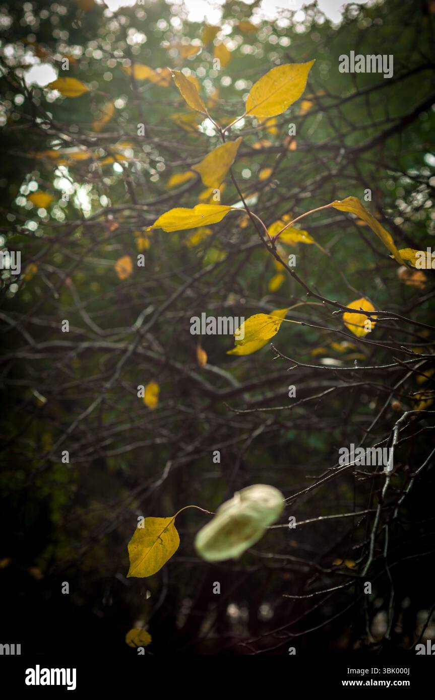 Herbstfoto in einem Wald in warmen Farben Stockfoto