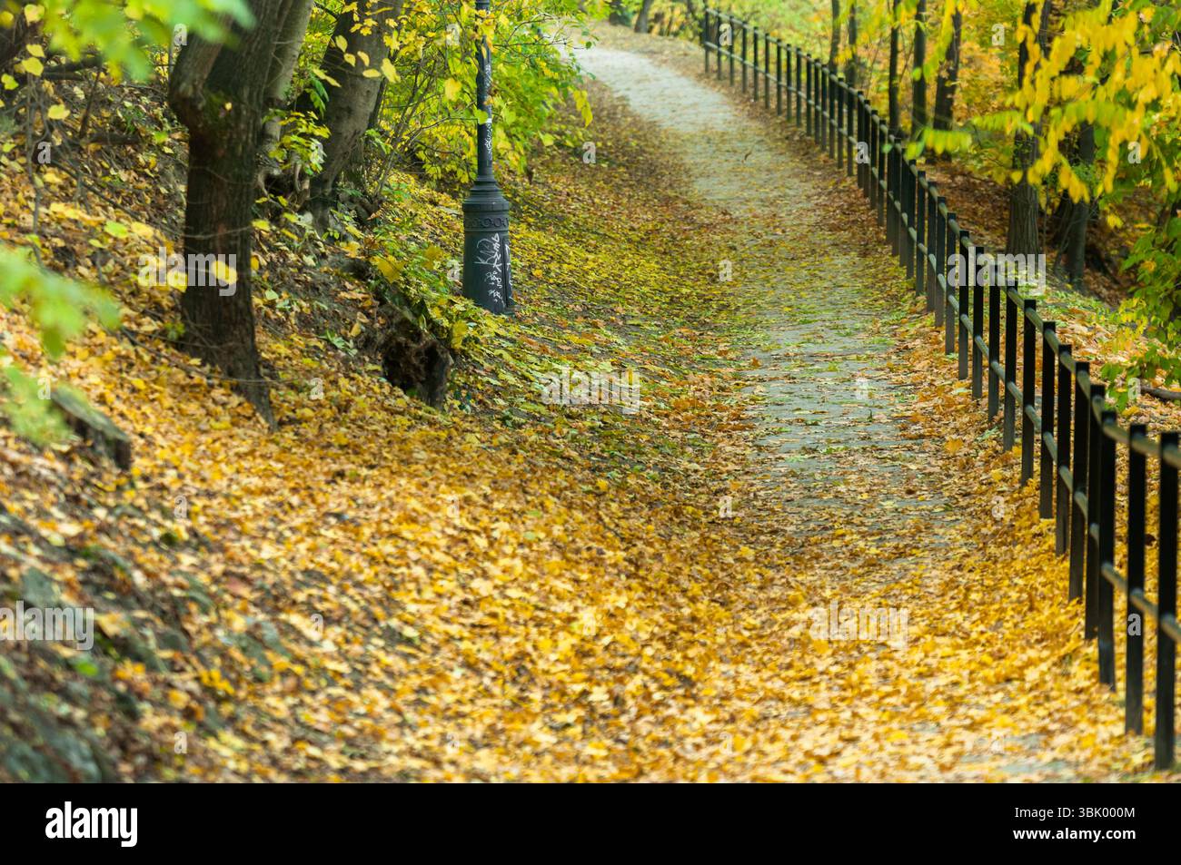 Herbstfoto in einem Wald in warmen Farben Stockfoto