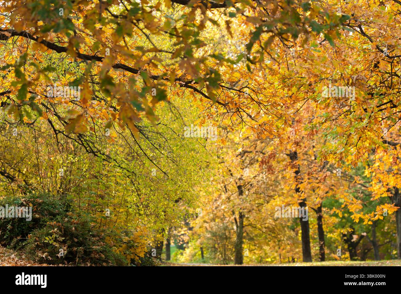Herbstfoto in einem Wald in warmen Farben Stockfoto
