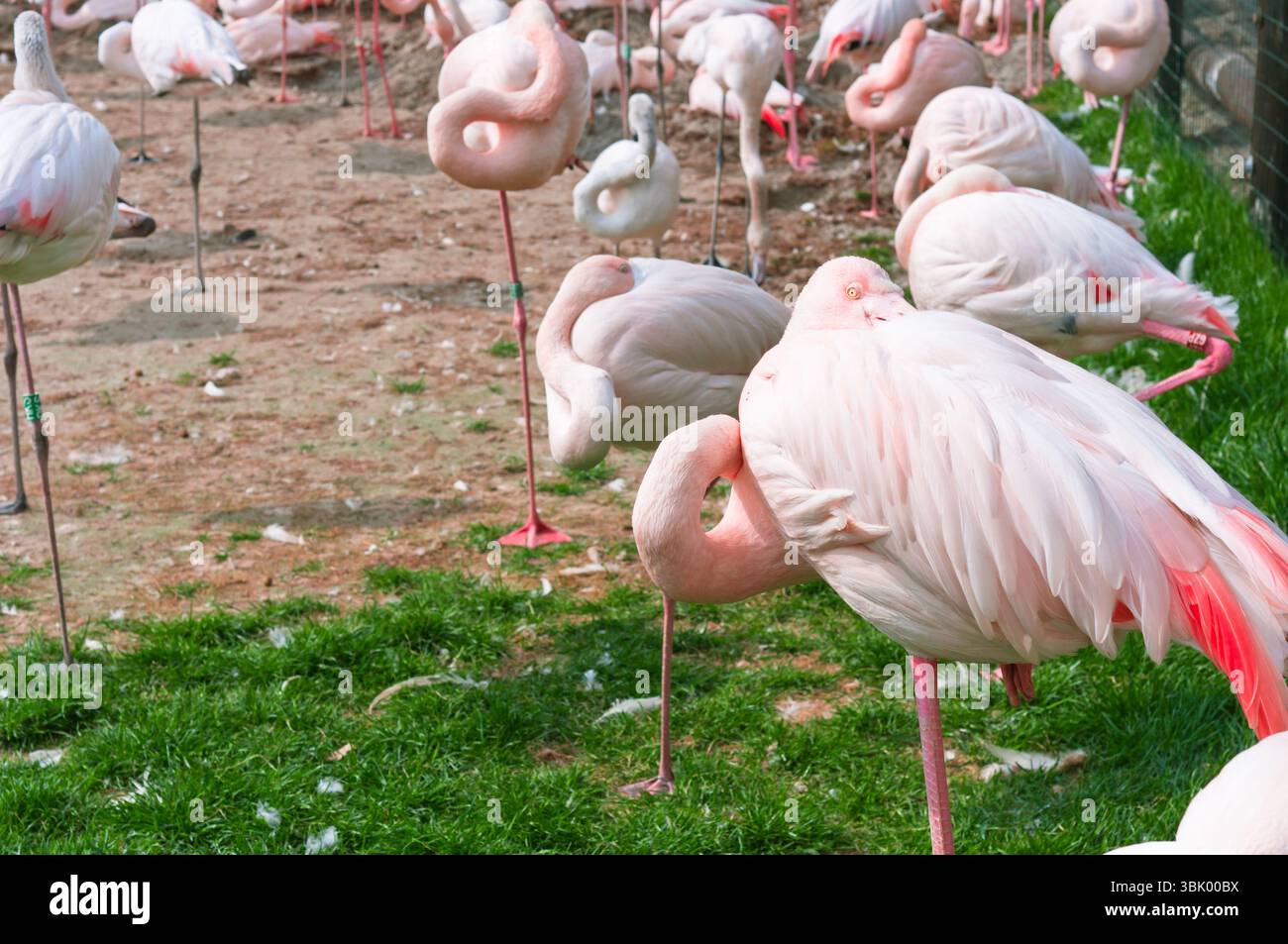 Eine Gruppe von rosa Flamingos stehen Stockfoto