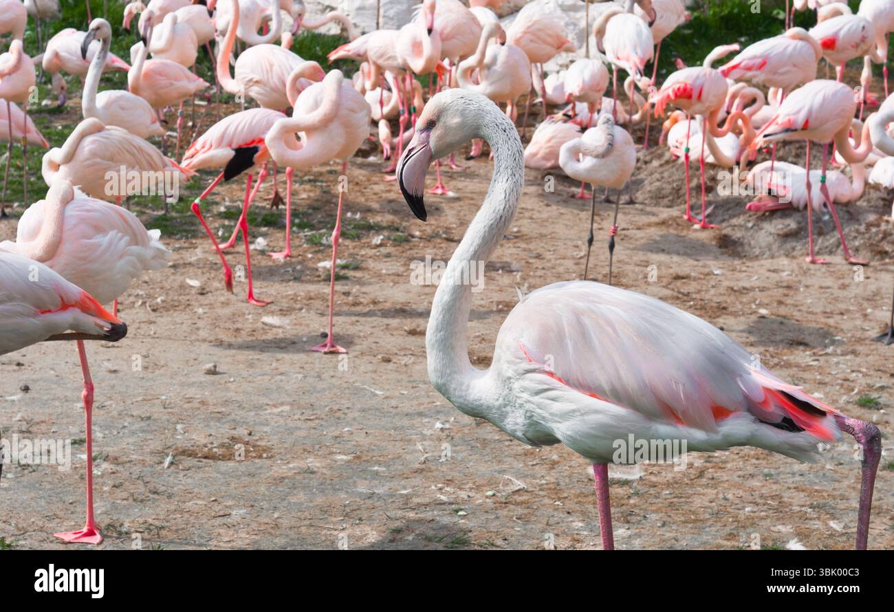 Eine Gruppe von rosa Flamingos stehen Stockfoto