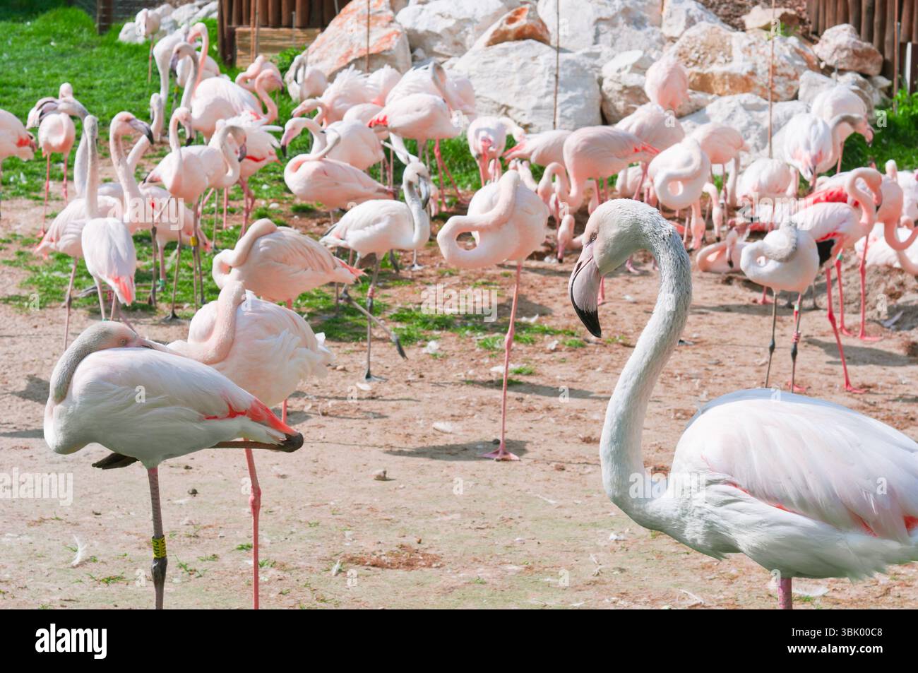 Eine Gruppe von rosa Flamingos stehen Stockfoto