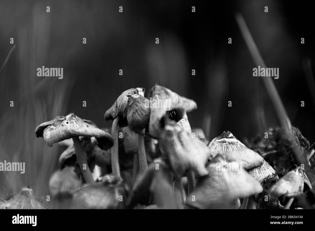 Frische Pilze aus der Nähe Stockfoto