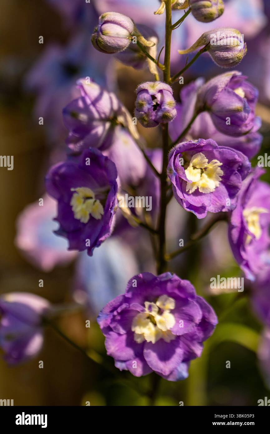 Natürliches Nahblühendes Pflanzenporträt der entzückenden Delphinium Lilac Damen in voller Blüte. Seidenweich, weich, raffiniert, speziell, auffällig Stockfoto