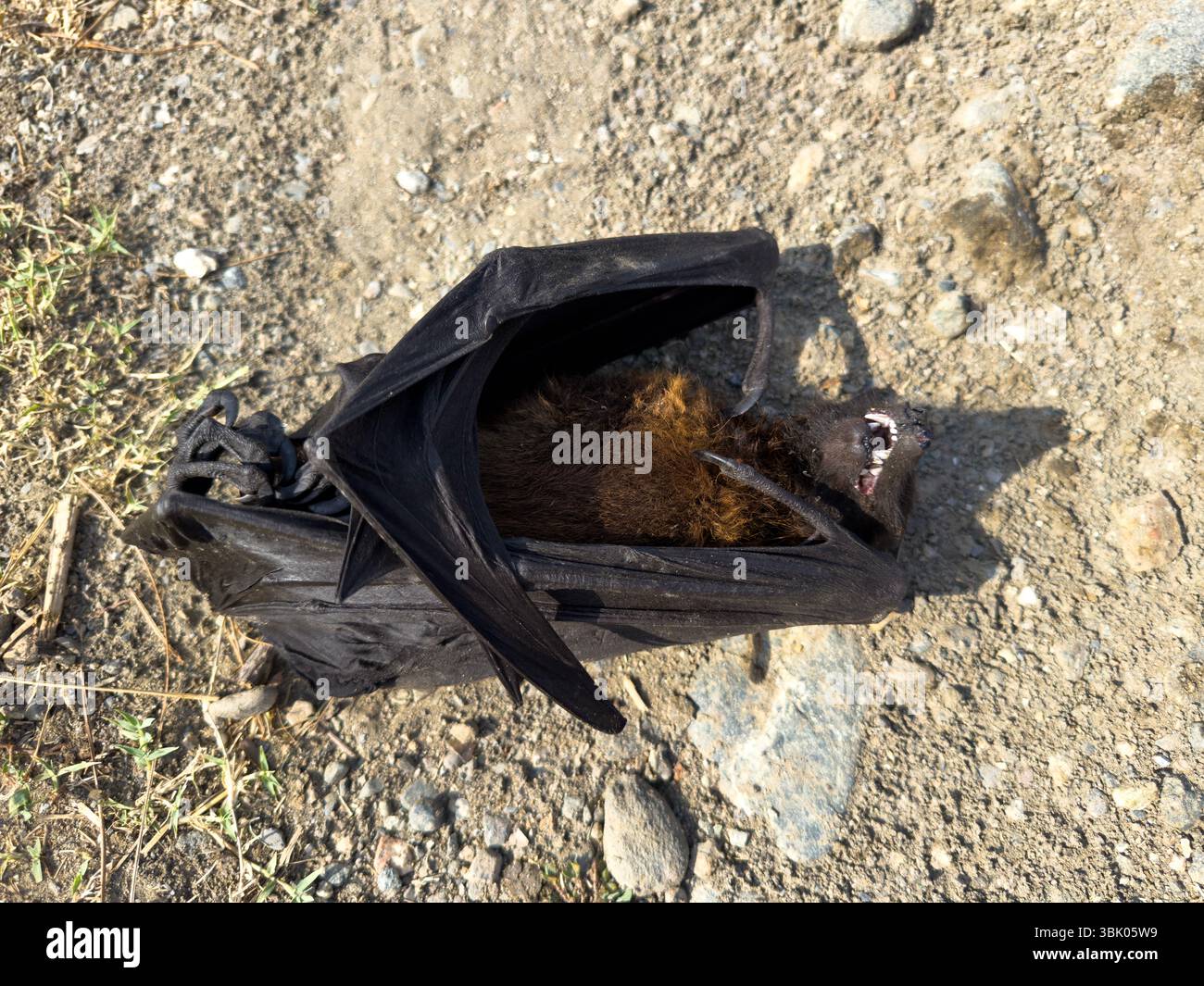 Tote Fledermaus, die auf dem Boden liegen und die Zähne freiliegen Stockfoto