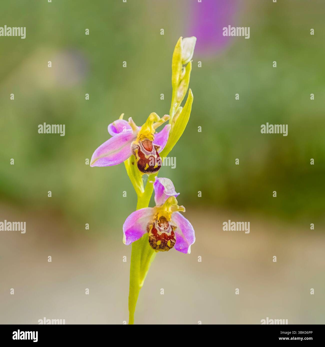 Ophrys apifera, Bee Orchid, Bedfordshire, Großbritannien Stockfoto