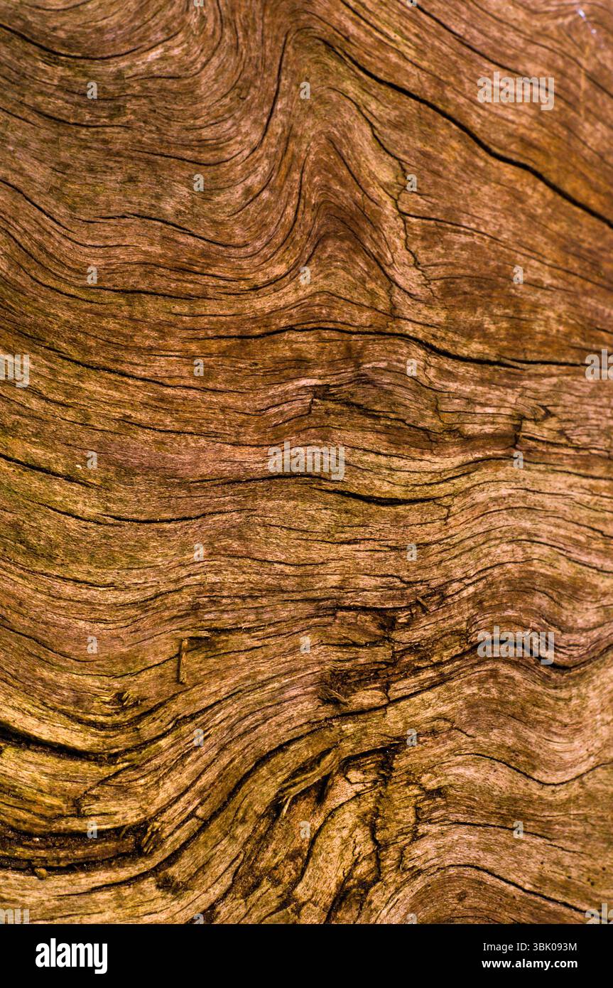 Abstrakte natürliche hölzerne Textur Hintergrund Nahaufnahme Foto Stockfoto