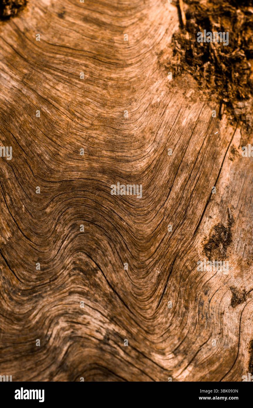 Abstrakte natürliche hölzerne Textur Hintergrund Nahaufnahme Foto Stockfoto