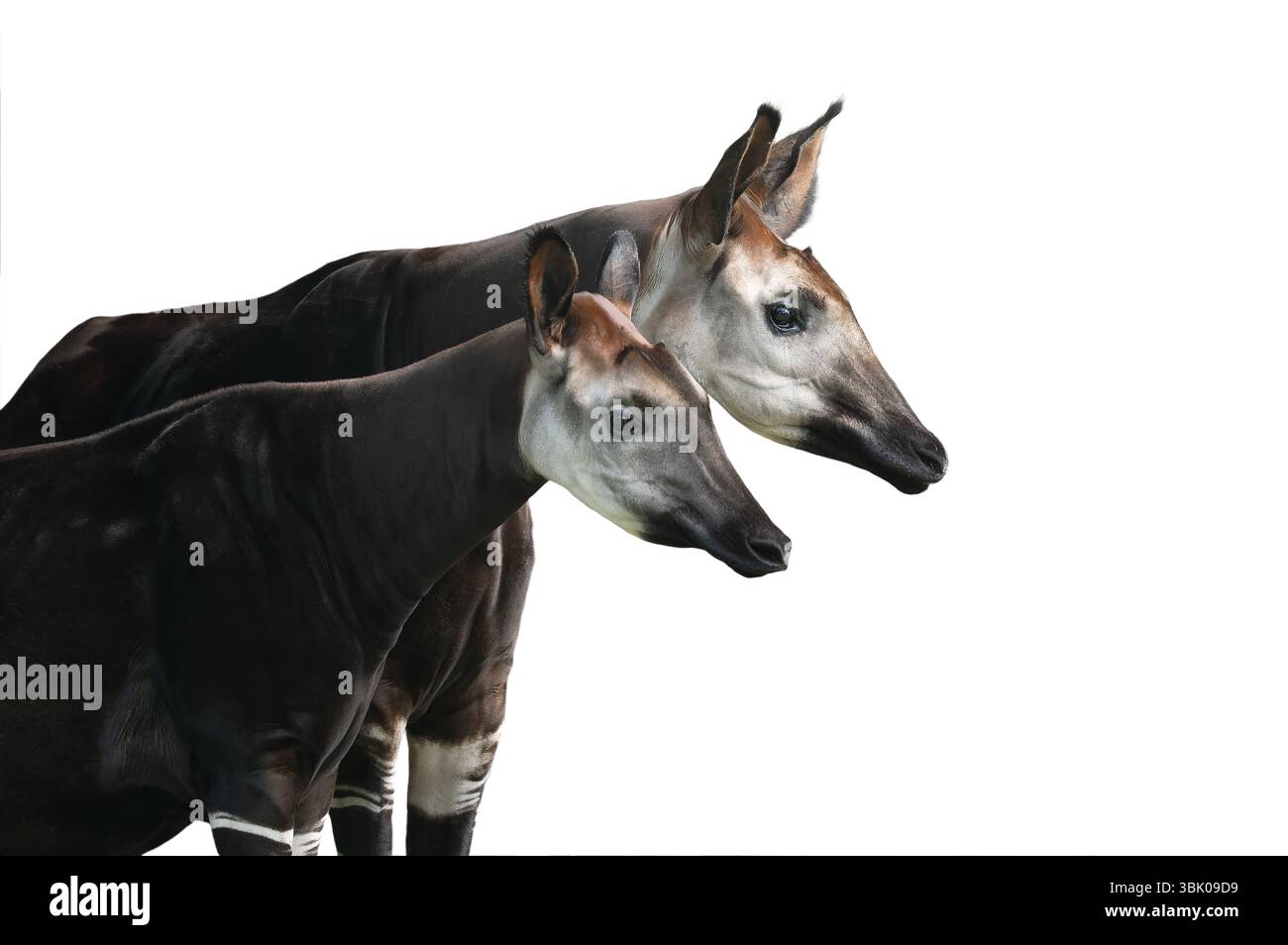 Porträt okapi isoliert auf weißem Hintergrund Stockfoto