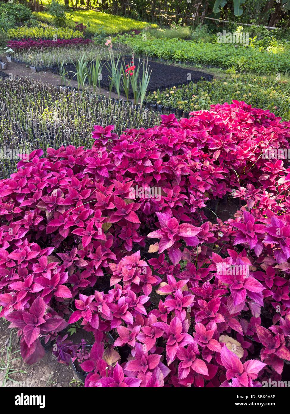 Üppiges violettes Laub wächst im Gartenbeet in der Gartenanlage im Freien, umgeben von Grün und blühenden Blumen. Stockfoto