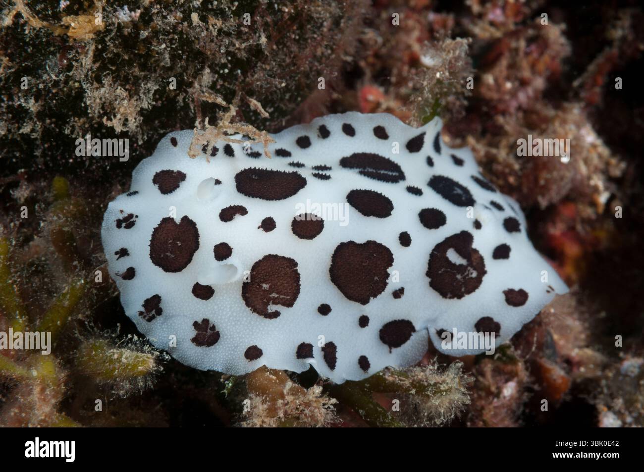 Gepunktete Meeresschnecke, Peltodoris atromaculata, Cala Aiguafreda, Begur, Costa Brava, Katalonien, Spanien Stockfoto