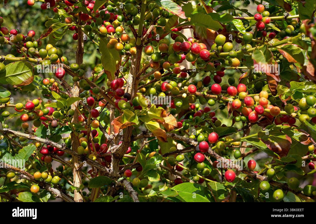 Reifende Kaffeefrüchte auf einem Sträucher - Valle de Agaete, Gran Canaria Stockfoto