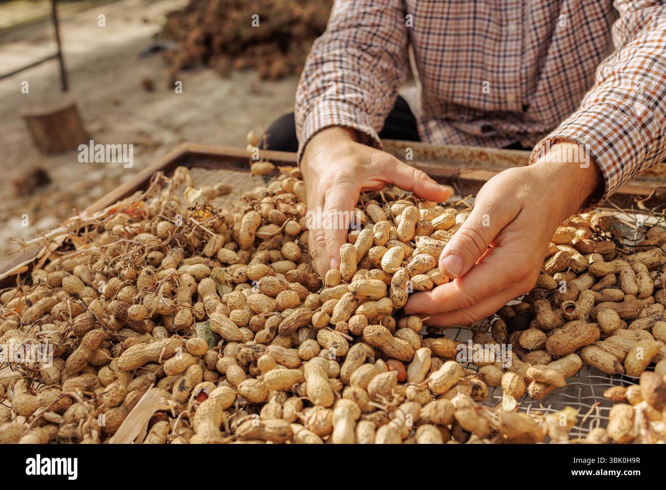 Nahaufnahme der Hände des Landwirts, die frisch geerntete Erdnüsse in der Schale halten, zeigt den ökologischen Landbau und die Nussernte im Herbst. Stockfoto