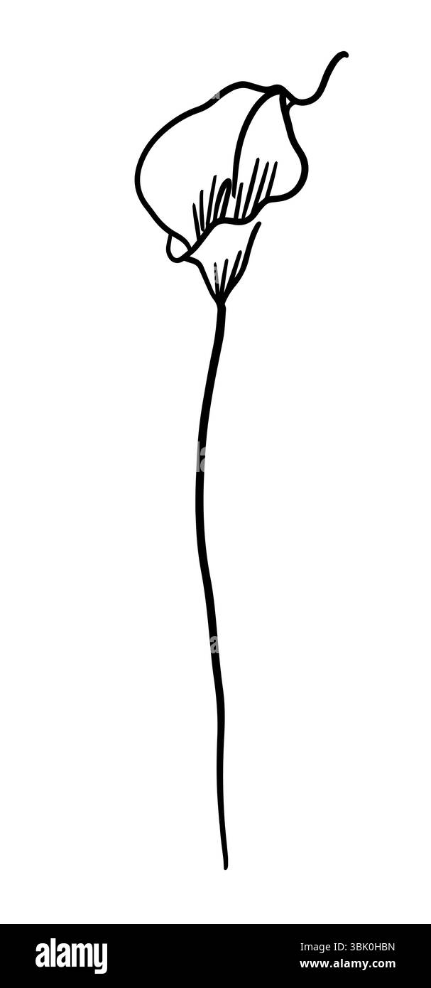 Blume eine Linie monochrom. Handzeichnung der Calla-Blume. Nicht AI, Vektorillustration Stock Vektor