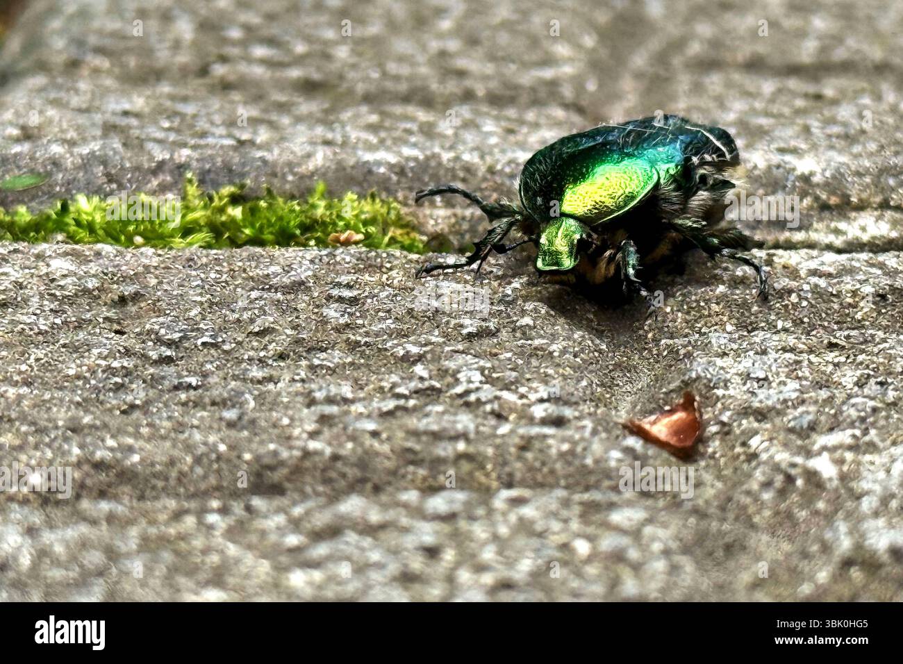 Blick von oben auf einen grünen Rosenscheuerkäfer (Cetonia aurata), auch bekannt als der metallisch grüne Maikäfer, der auf einem grauen Pflaster oder Stein krabbelt Stockfoto