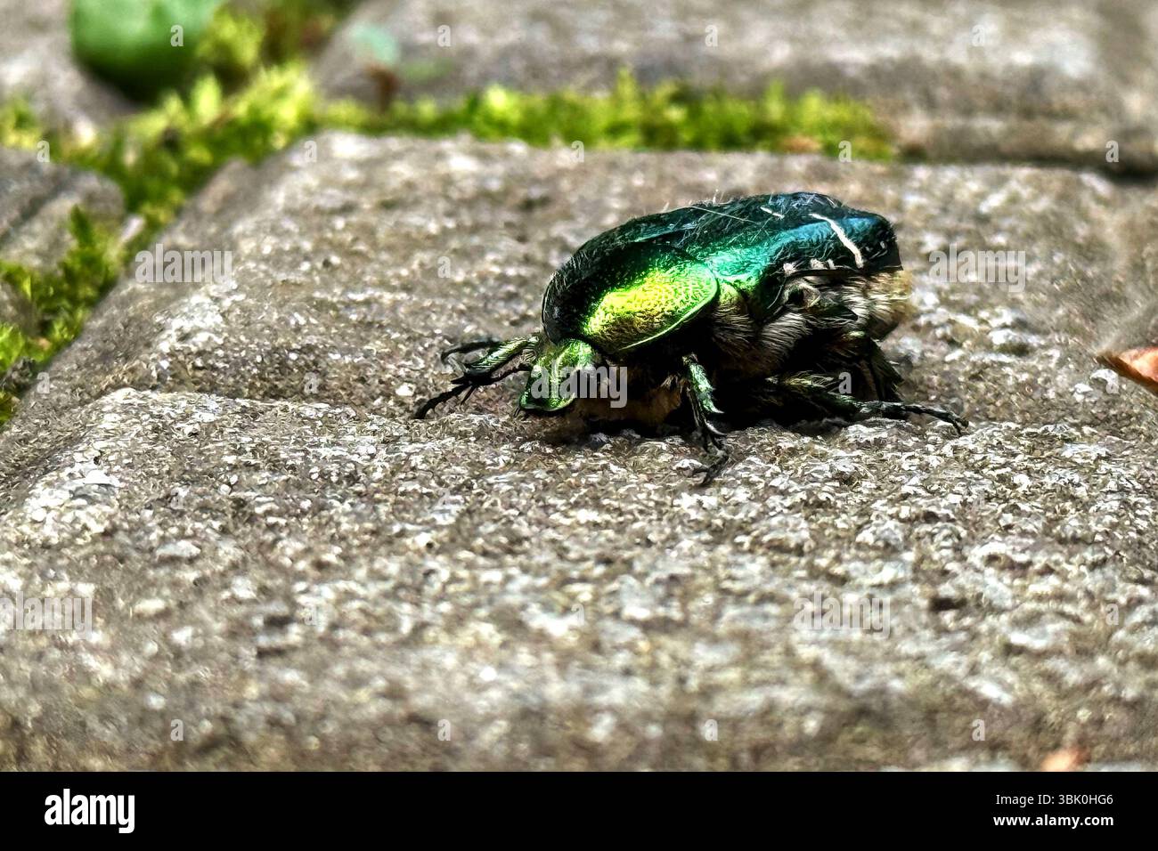 Blick von oben auf einen grünen Rosenscheuerkäfer (Cetonia aurata), auch bekannt als der metallisch grüne Maikäfer, der auf einem grauen Pflaster oder Stein krabbelt Stockfoto