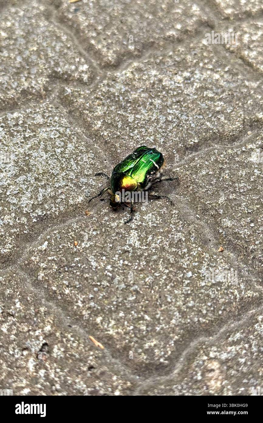 Blick von oben auf einen grünen Rosenscheuerkäfer (Cetonia aurata), auch bekannt als der metallisch grüne Maikäfer, der auf einem grauen Pflaster oder Stein krabbelt Stockfoto