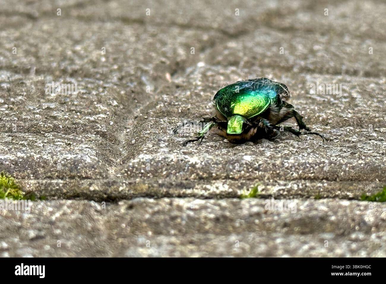 Blick von oben auf einen grünen Rosenscheuerkäfer (Cetonia aurata), auch bekannt als der metallisch grüne Maikäfer, der auf einem grauen Pflaster oder Stein krabbelt Stockfoto