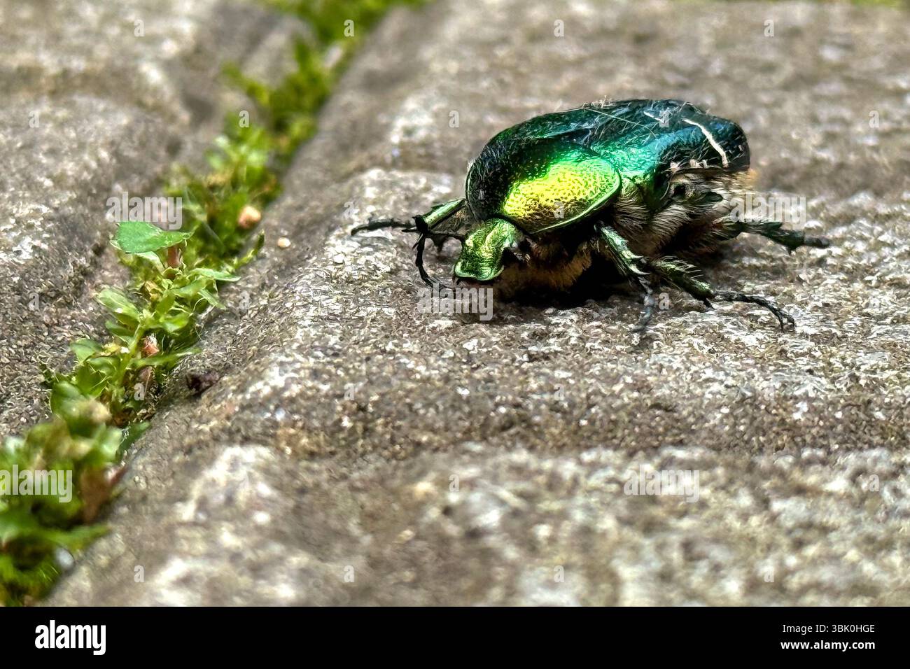 Blick von oben auf einen grünen Rosenscheuerkäfer (Cetonia aurata), auch bekannt als der metallisch grüne Maikäfer, der auf einem grauen Pflaster oder Stein krabbelt Stockfoto