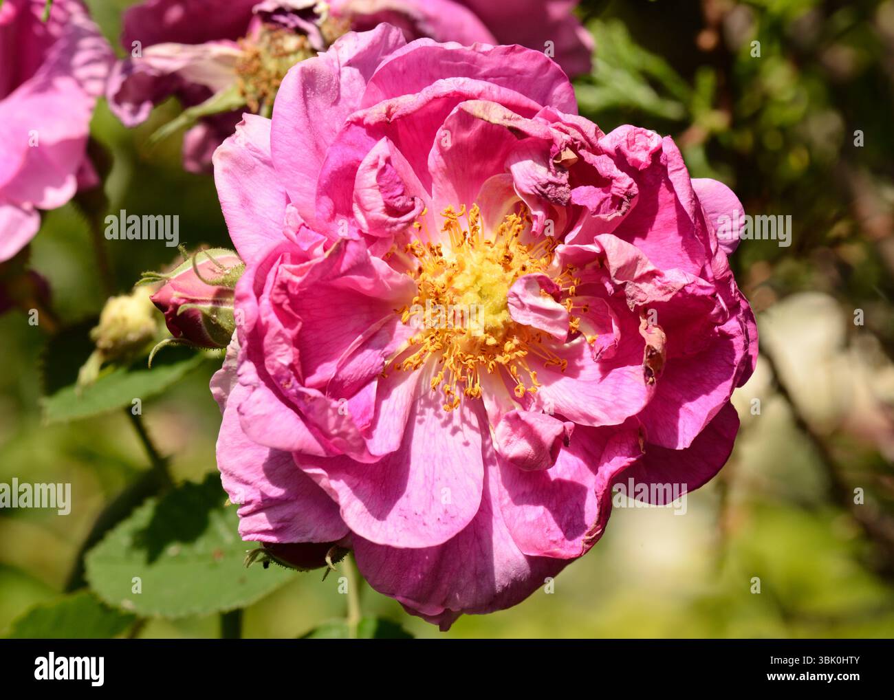 Rosa x Damascena oder Damaszener Rosenblüte, die zu welken beginnt, zeigt frühe Anzeichen von Verbleichen der Blütenblätter und natürlichem Rückgang, Rosa x Damascena Stockfoto