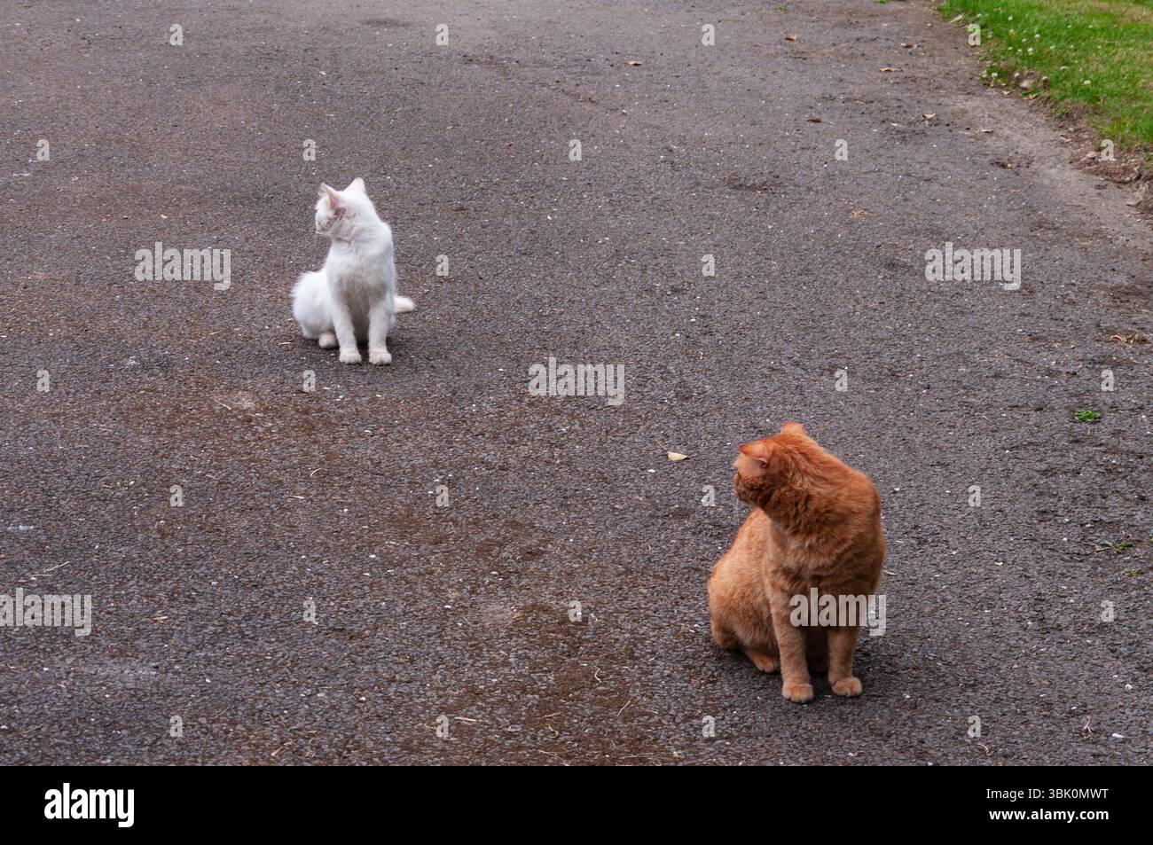 Zwei Katzen sitzen auf dem Boden, eine weiße und eine orange. Die weiße Katze schaut die orangene Katze an, und die orangene Katze schaut zurück. Die Scen Stockfoto