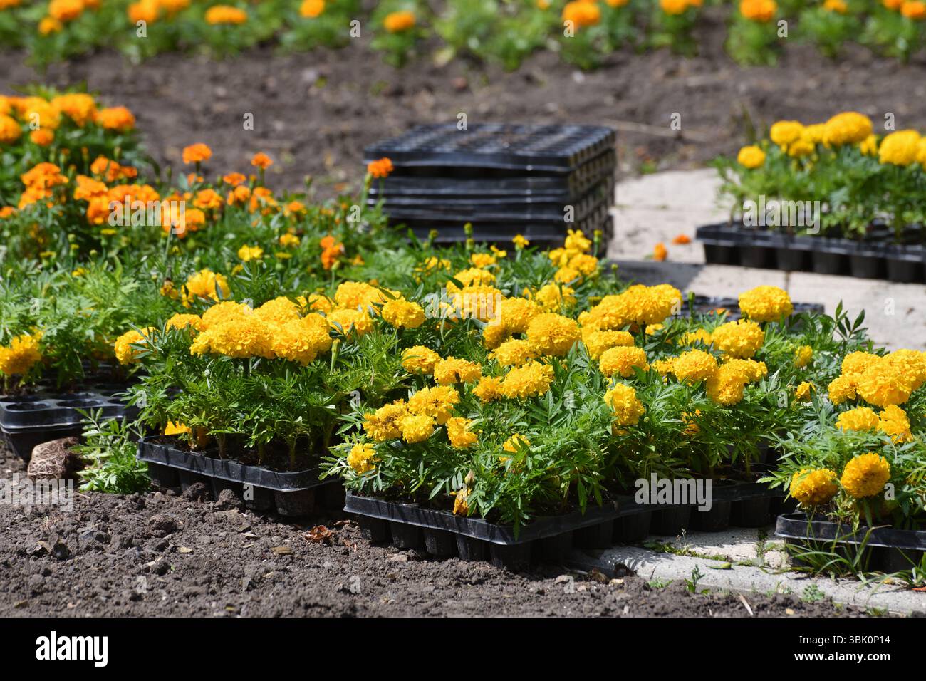 Boxen mit Ringelblumen zum Pflanzen in einem Blumenbeet der Stadt Stockfoto