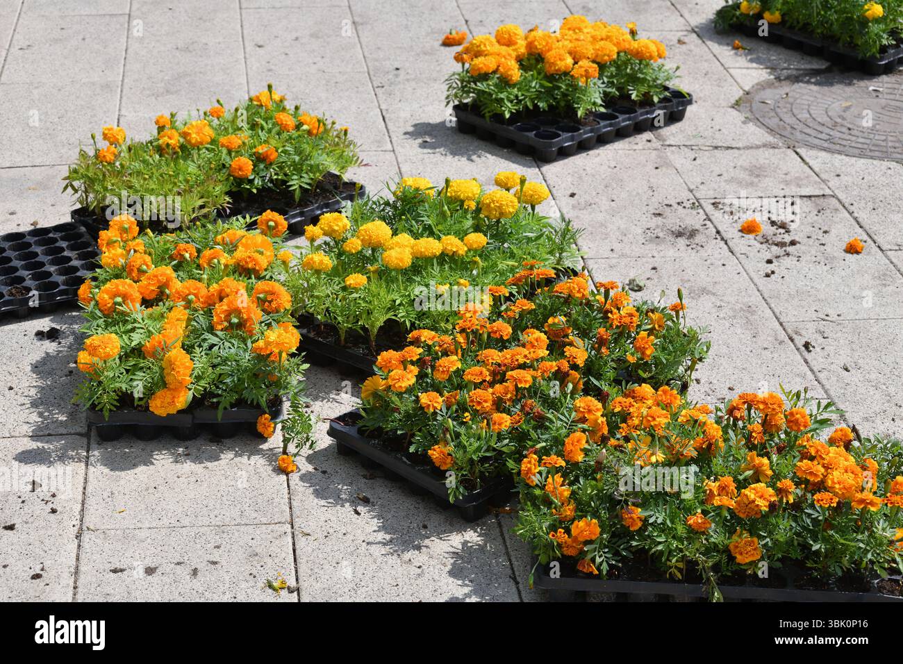 Boxen mit Ringelblumen zum Pflanzen in einem Blumenbeet der Stadt Stockfoto