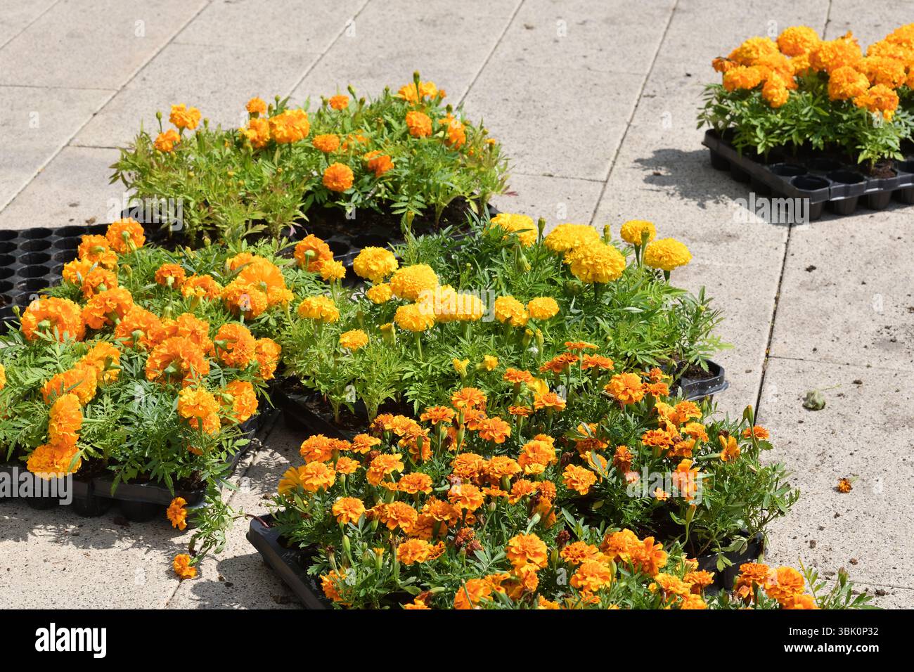 Boxen mit Ringelblumen zum Pflanzen in einem Blumenbeet der Stadt Stockfoto