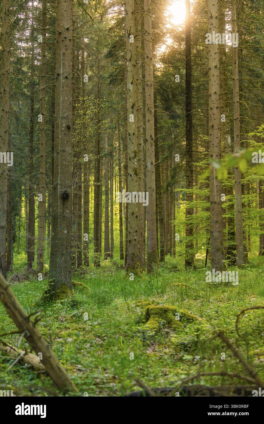 Licht fällt durch Bäume in einem ruhigen Wald, Gechingen, Hecken und Gaeu Region, Bezirk Calw, Deutschland, Europa Stockfoto