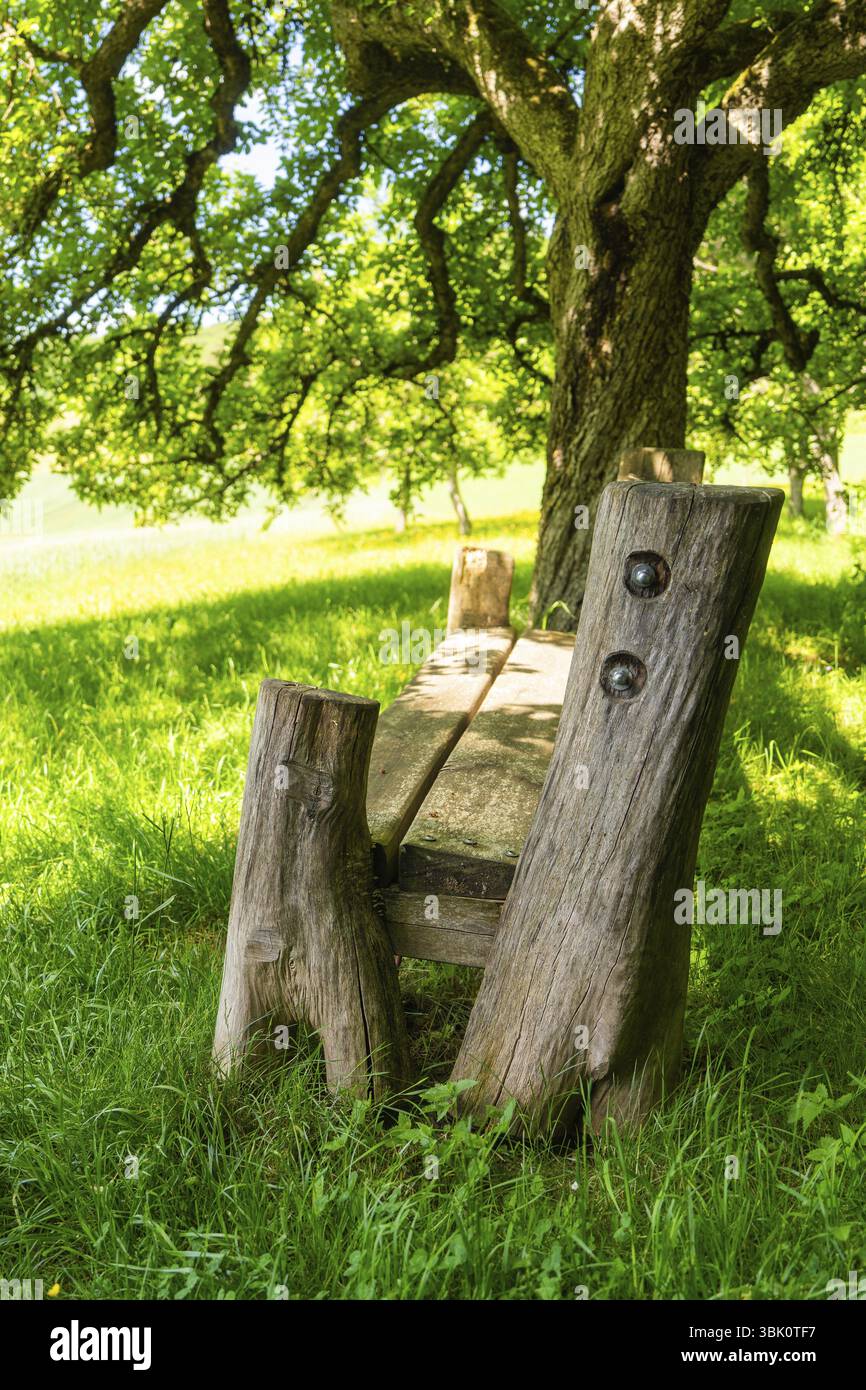 Rustikale Holzbank steht unter einem Baum auf einer grasbewachsenen Wiese im Schatten, Gechingen, Schwarzwald, Deutschland, Europa Stockfoto