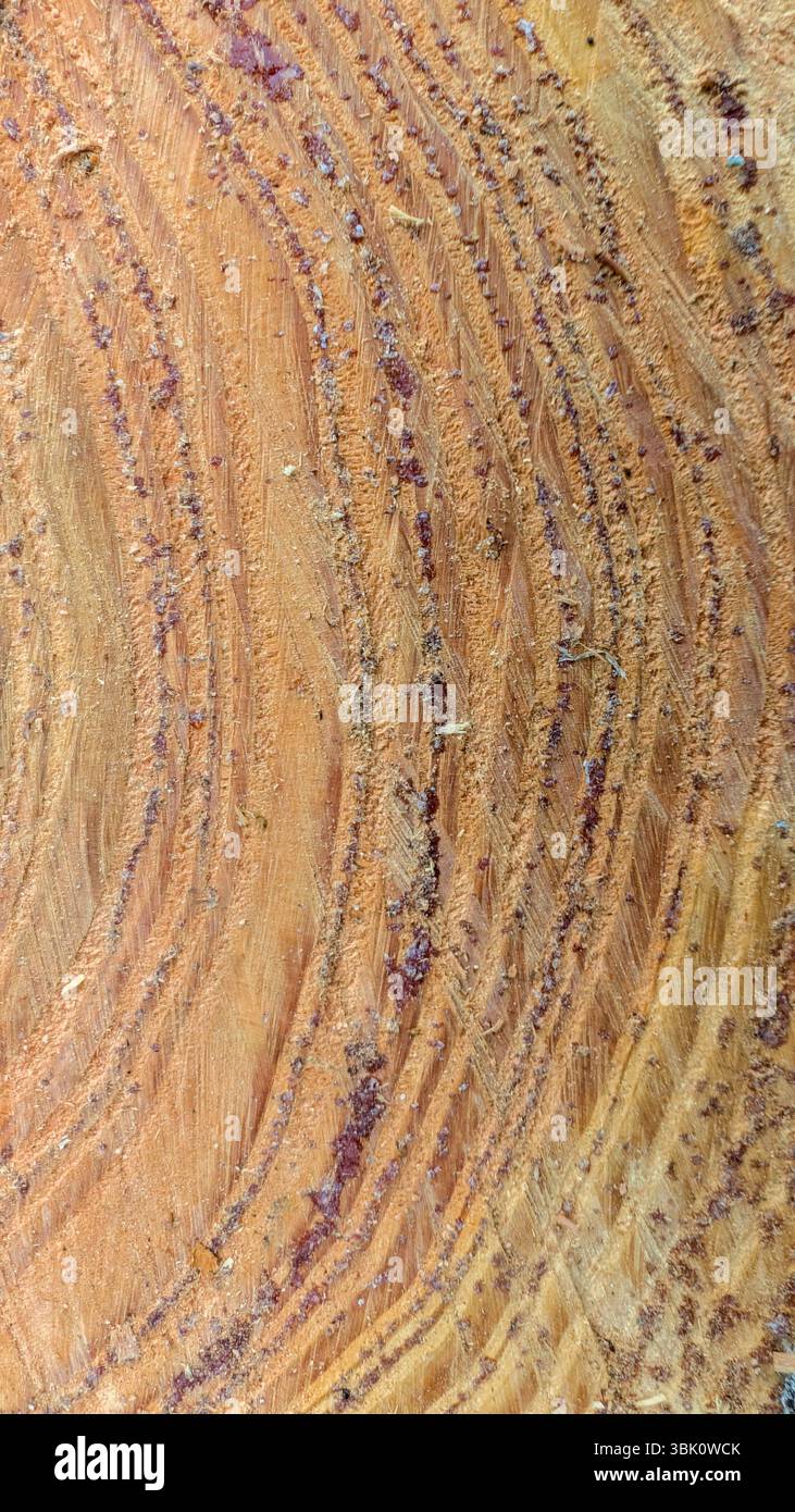Makrobild von detaillierten Baumringen und rauer Holzmaserung auf einem frisch geschnittenen Stamm, das Wachstumsmuster und natürliche Textur zeigt. Stockfoto