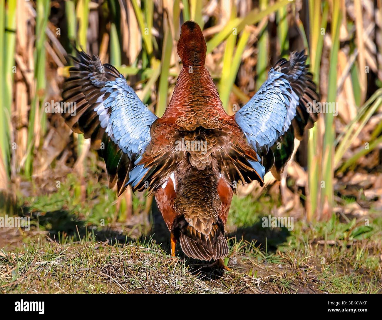 Eine Zimt-Teal-Ente, die mit den Flügeln flattert und sein wunderschönes Federmuster zeigt, nachdem sie aus einem nahegelegenen Feuchtteich gekommen ist. Stockfoto