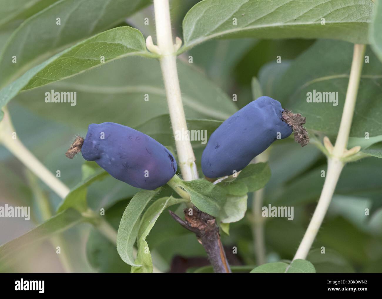 Sibirische Heidelbeere (Lonicera caerulea 'Gordost Bakczara'), an den Dorfwiesen 9, Deutschland, Europa Stockfoto