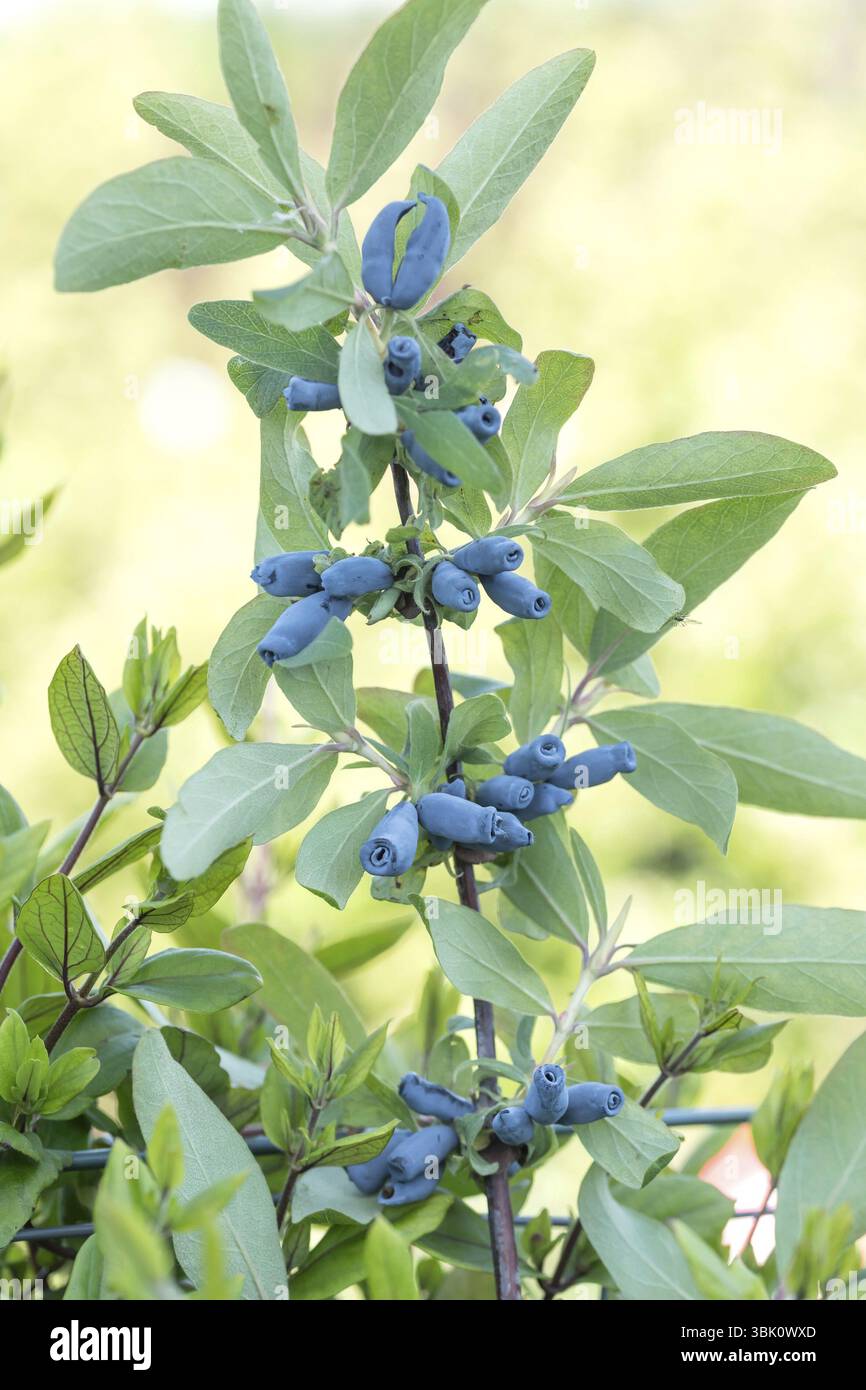 Blaue Honigbeere (Lonicera caerulea 'Morena'), BS Saemann, Deutschland, Europa Stockfoto