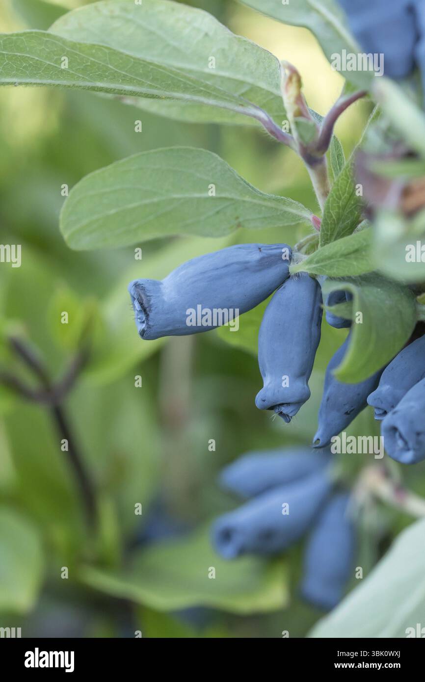 Blaue Honigbeere (Lonicera caerulea 'Morena'), BS Saemann, Deutschland, Europa Stockfoto