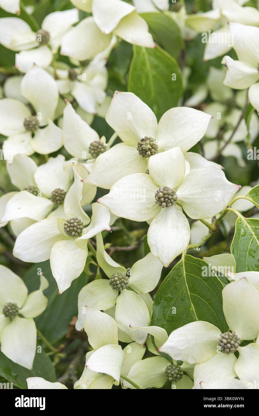 Blühender Hartholz (Cornus kousa „China Girl“), Tuinen van Appeltern, Niederlande Stockfoto