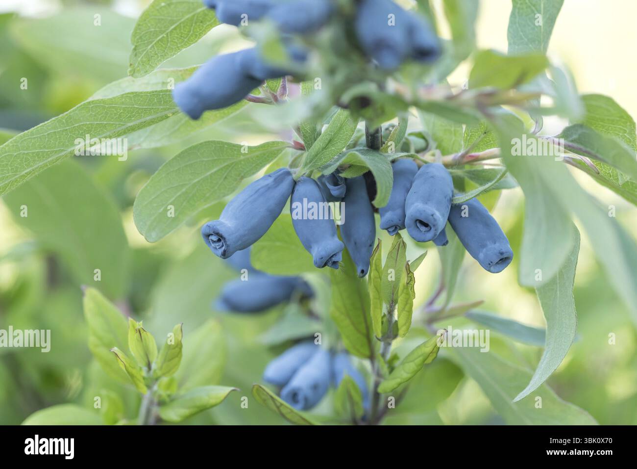 Blaue Honigbeere (Lonicera caerulea 'Morena'), BS Saemann, Deutschland, Europa Stockfoto