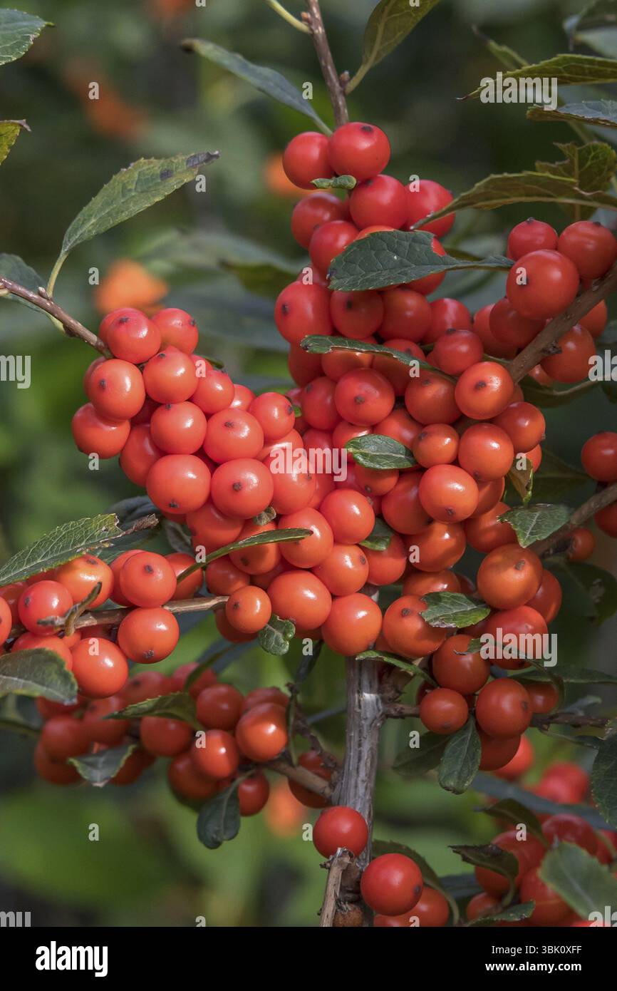 Winterberry (Ilex verticillata MAGISCHE ZEITEN), Bundessortenamt, Deutschland, Europa Stockfoto