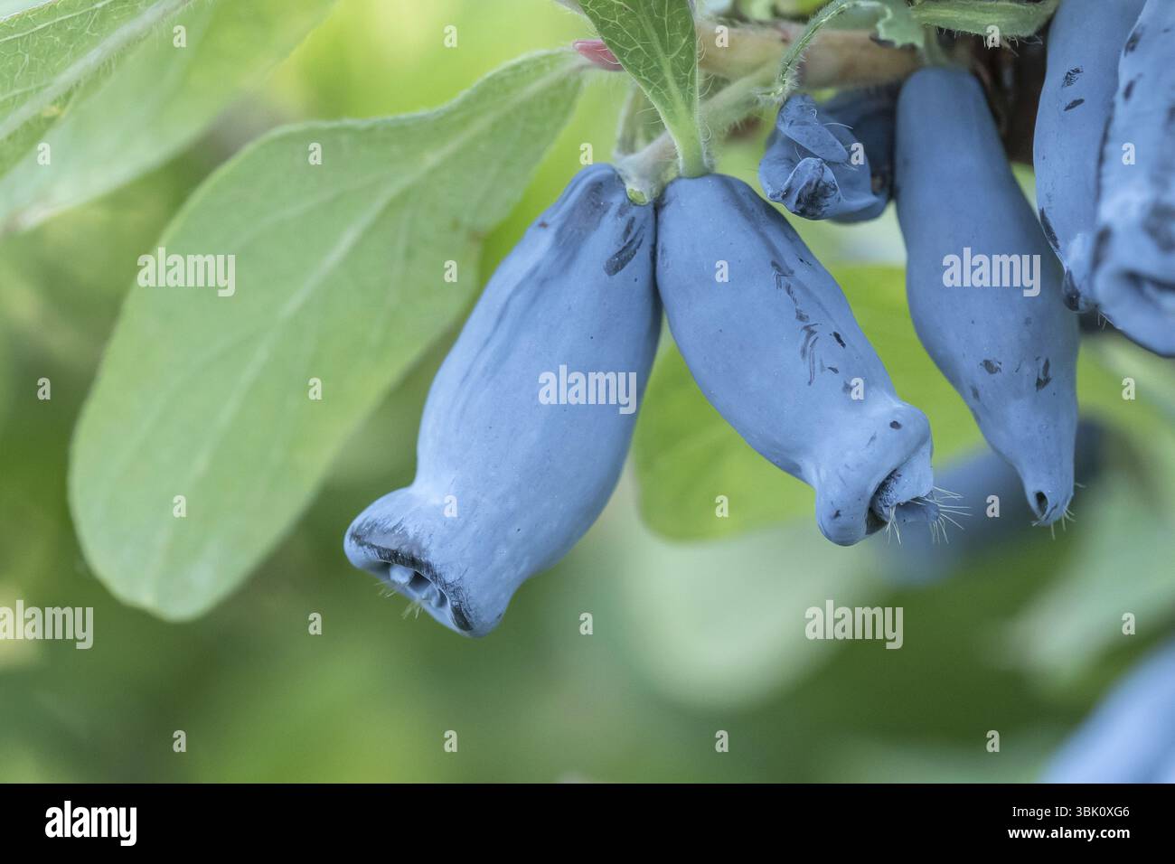 Blaue Honigbeere (Lonicera caerulea 'Morena'), BS Saemann, Deutschland, Europa Stockfoto