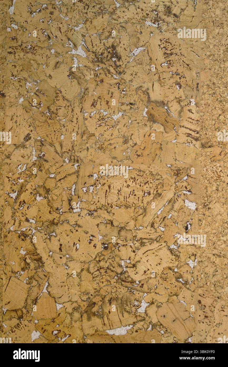 Korkholztextur Hintergrund Stockfoto