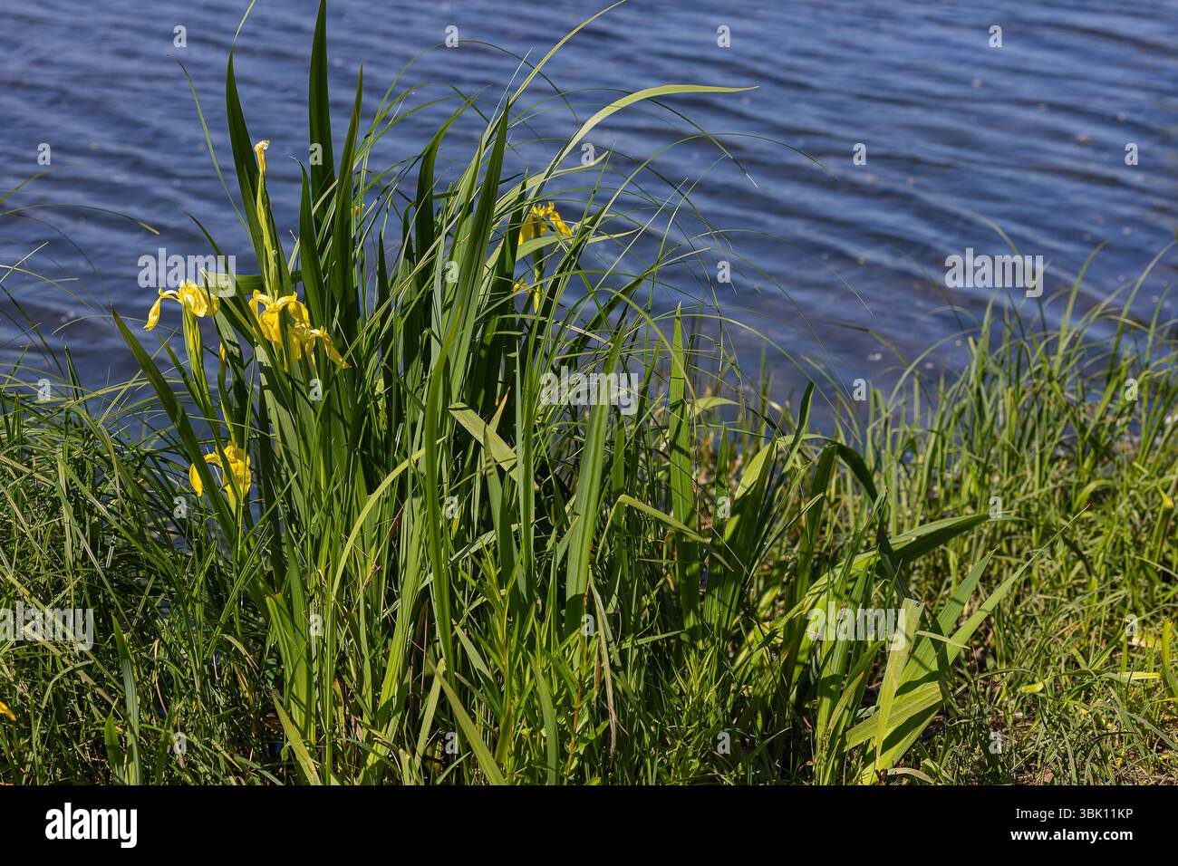 Hellgelbe Iris-Pseudacorus-Blüten und üppig grüne Blätter wachsen am grasbewachsenen Flussufer in der Nähe von ruhigem Wasser. Feuchtgebietspflanze im natürlichen Lebensraum Stockfoto