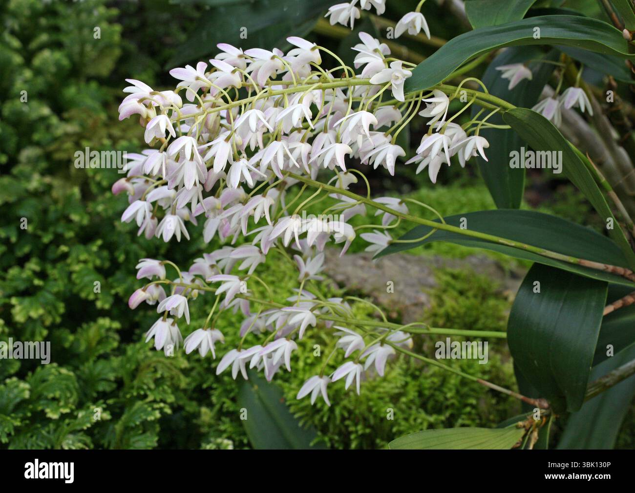 HybridfelsenOrchidee, Dendrobium x delicatum, Orchidaceae. Australien. Ein natürlicher Hybrid zwischen D. kingianum und D. tarberi. Stockfoto