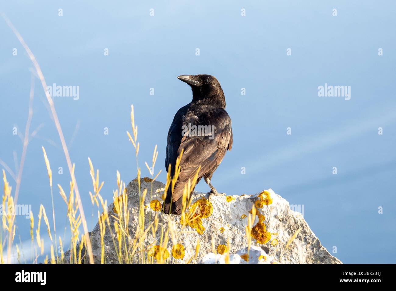 Rabe (Corvus corax), der auf einer felsigen Klippe über dem Meer thront, Küstenvogel vor blauem Hintergrund in natürlicher Umgebung. Stockfoto